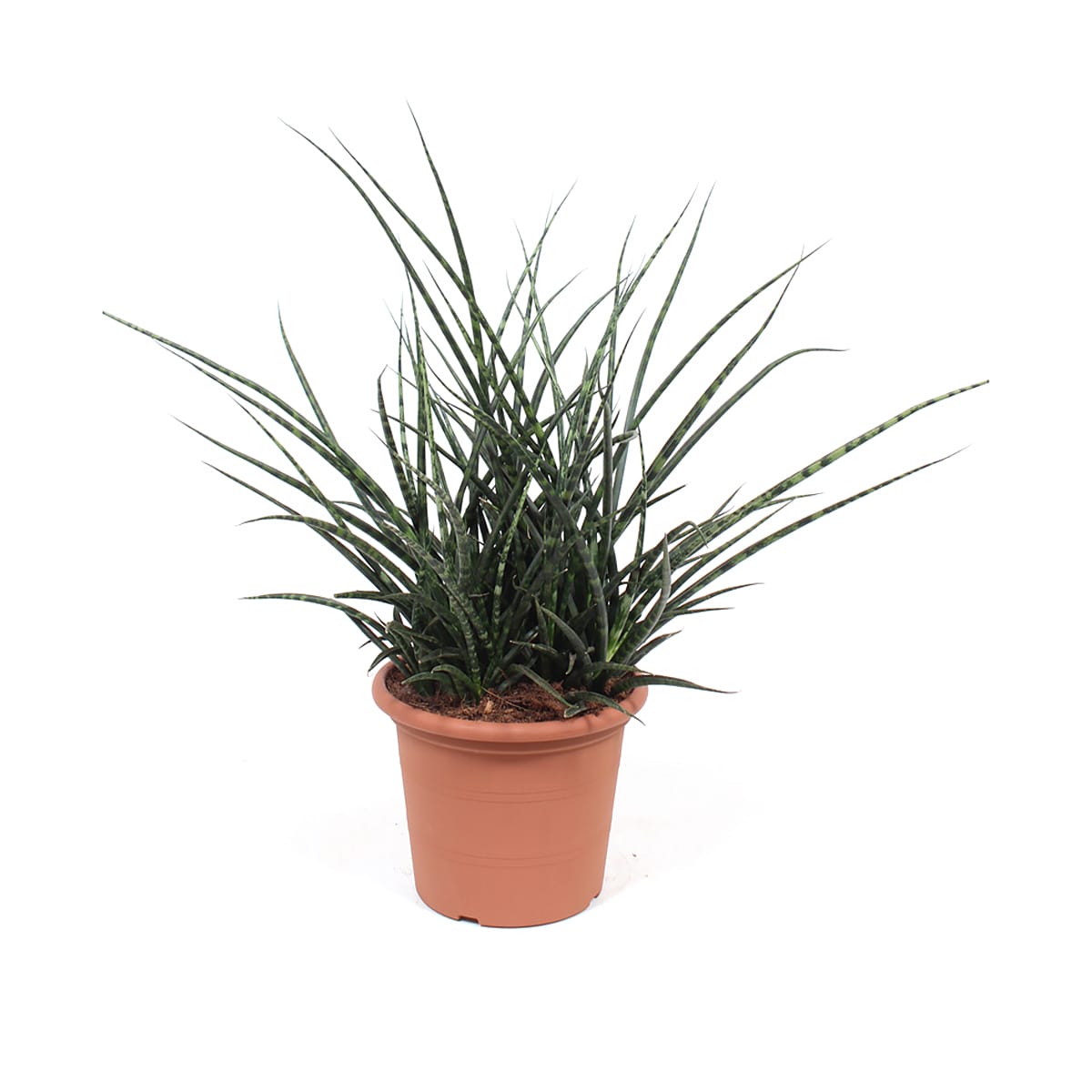 Sanseveria Fernwood Punk ↑ 60 cm ⌀ 25 cm - Afbeelding 5