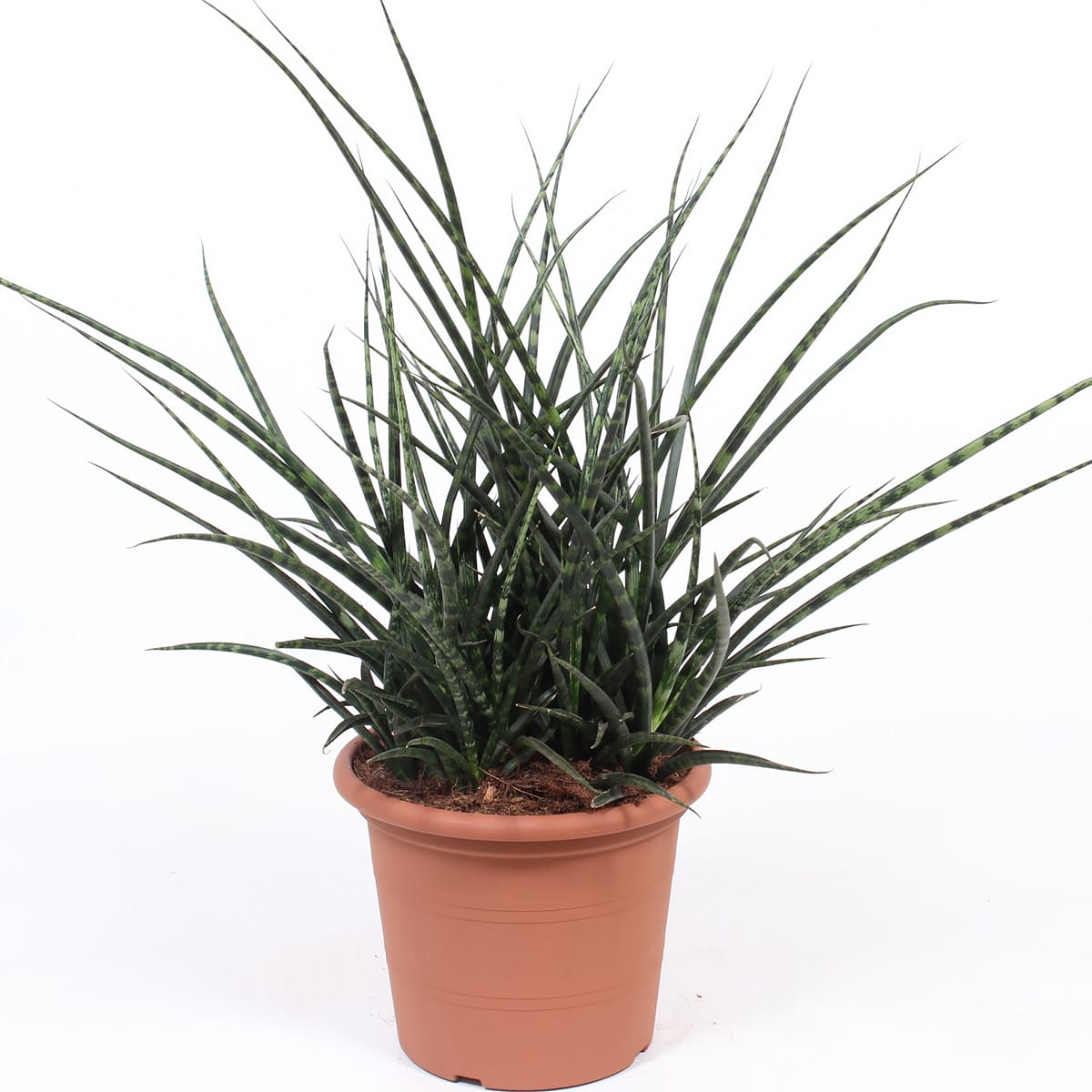 Sanseveria Fernwood Punk ↑ 60 cm ⌀ 25 cm