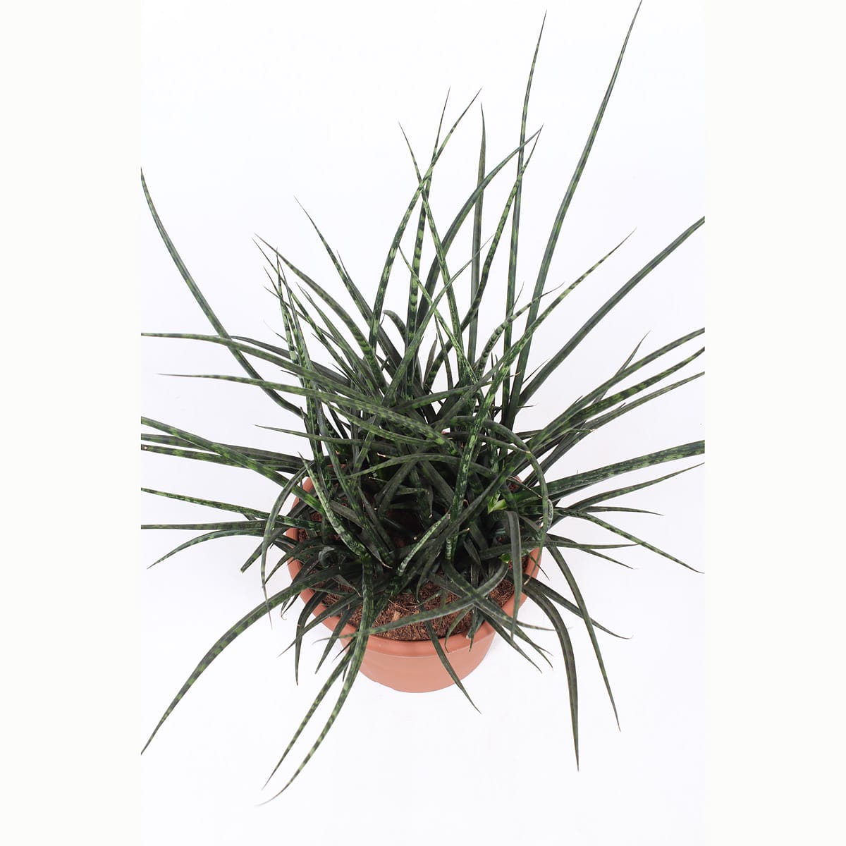 Sanseveria Fernwood Punk ↑ 60 cm ⌀ 25 cm - Afbeelding 3