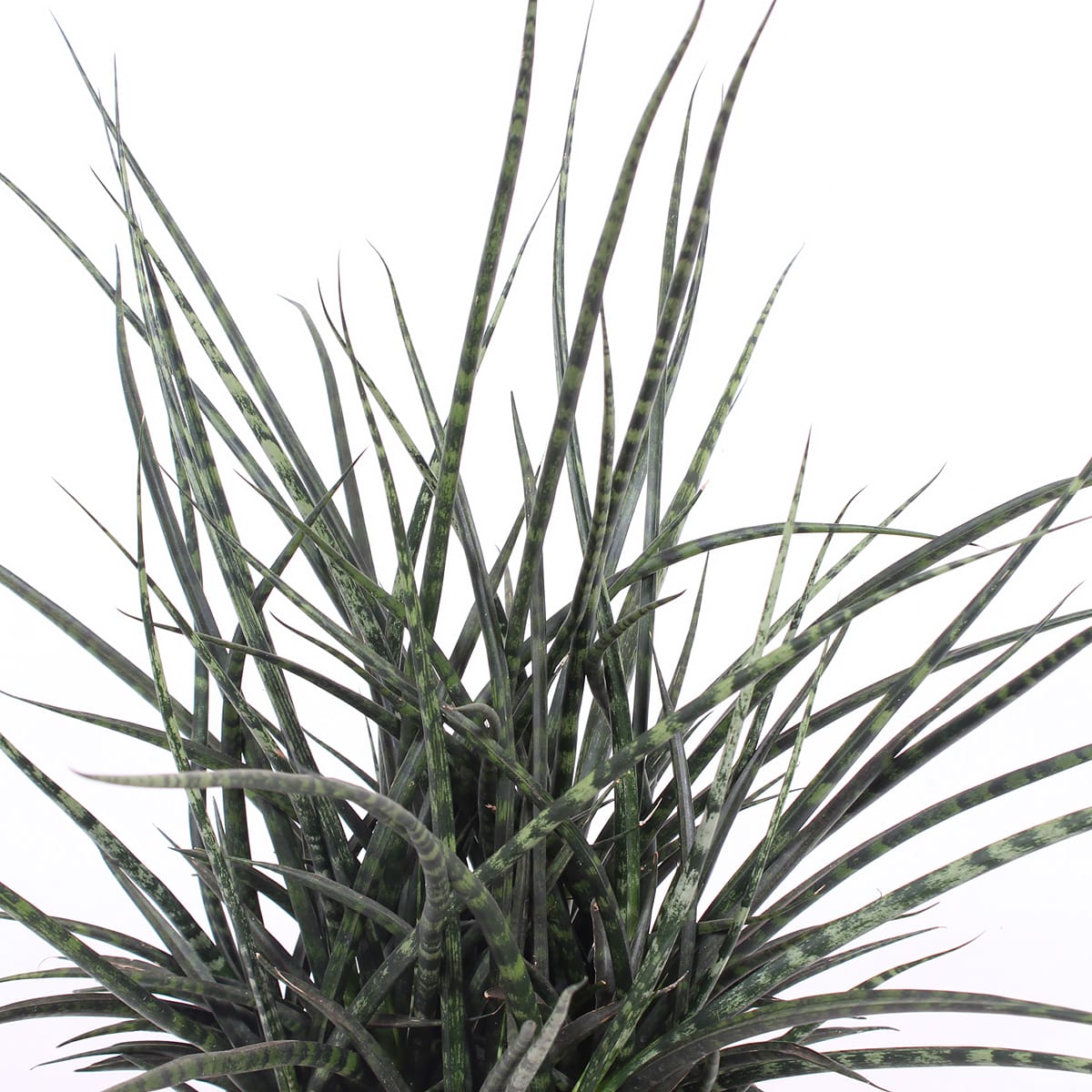 Sanseveria Fernwood Punk ↑ 60 cm ⌀ 25 cm - Afbeelding 4