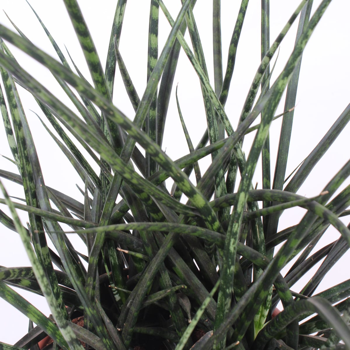 Sanseveria Fernwood Punk ↑ 60 cm ⌀ 25 cm - Afbeelding 6