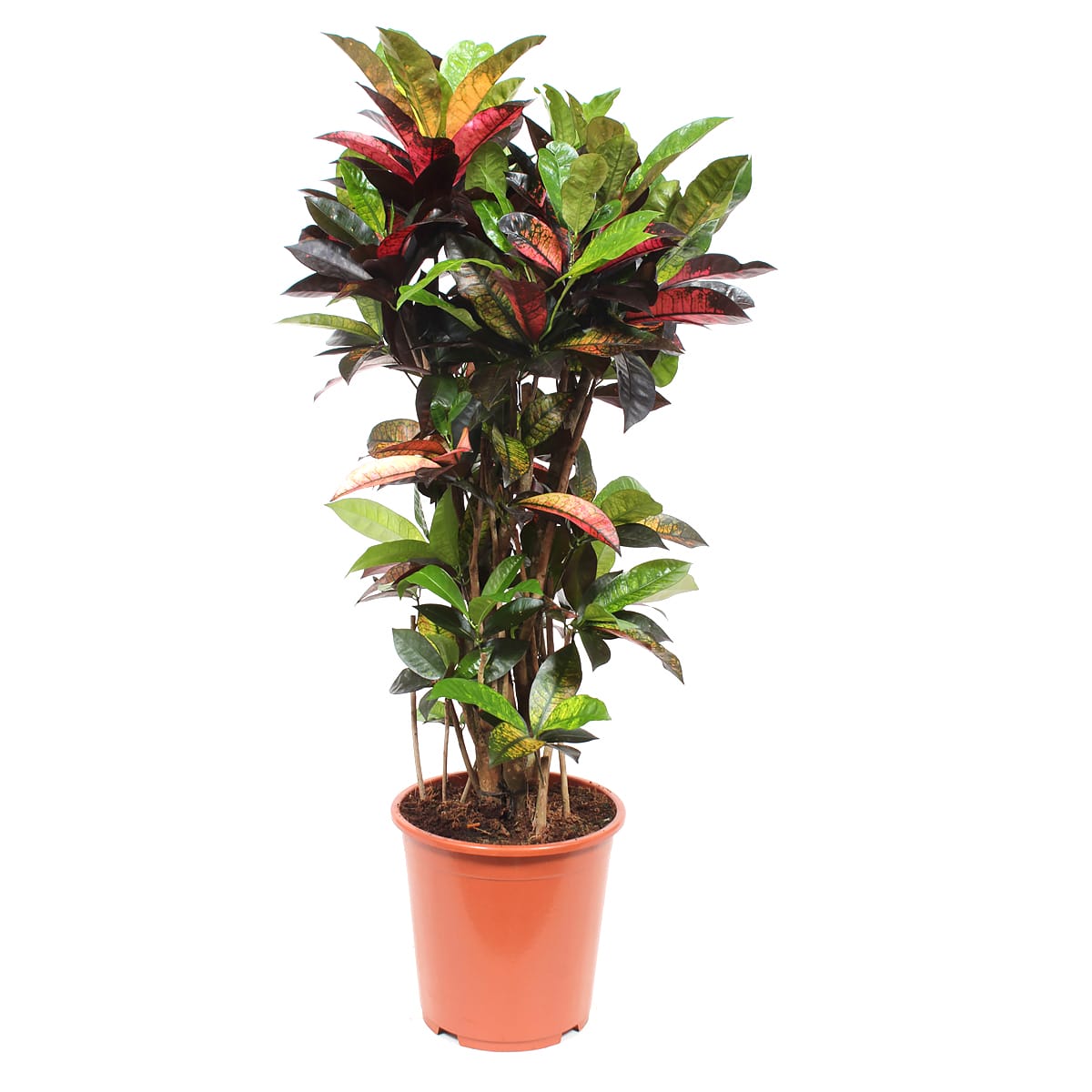 Croton 'Mrs Iceton' ↑ 100 cm ⌀ 27 cm
