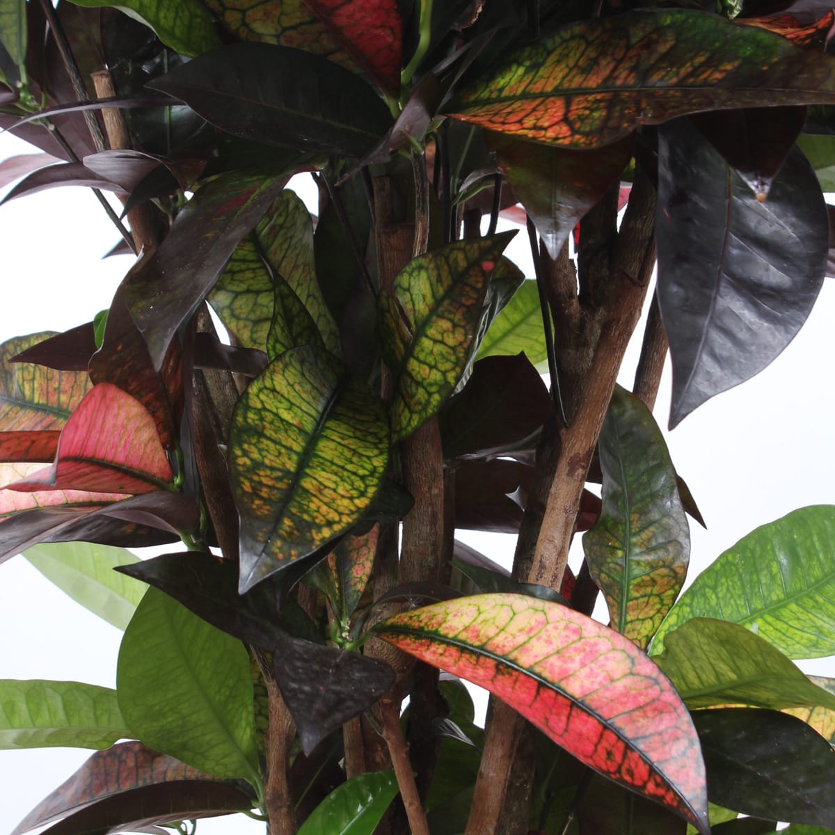 Croton 'Mrs Iceton' ↑ 100 cm ⌀ 27 cm - Afbeelding 5