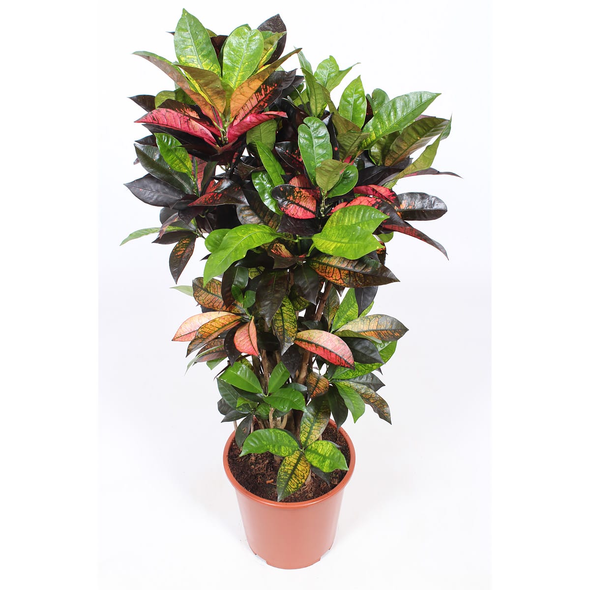 Croton 'Mrs Iceton' ↑ 100 cm ⌀ 27 cm - Afbeelding 3