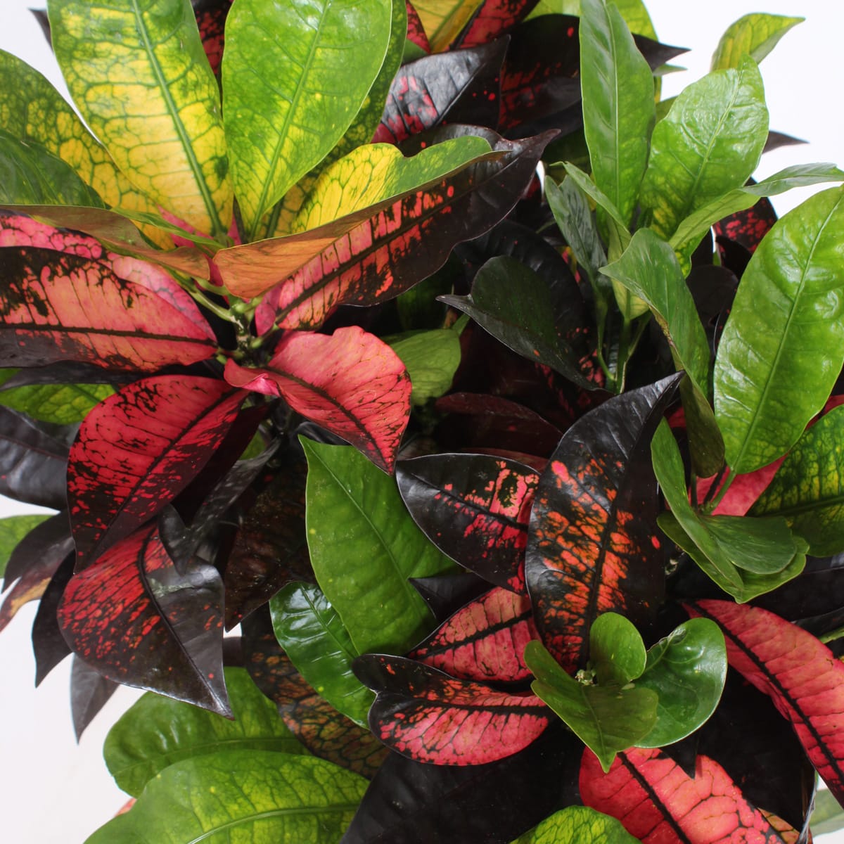 Croton 'Mrs Iceton' ↑ 100 cm ⌀ 27 cm - Afbeelding 6