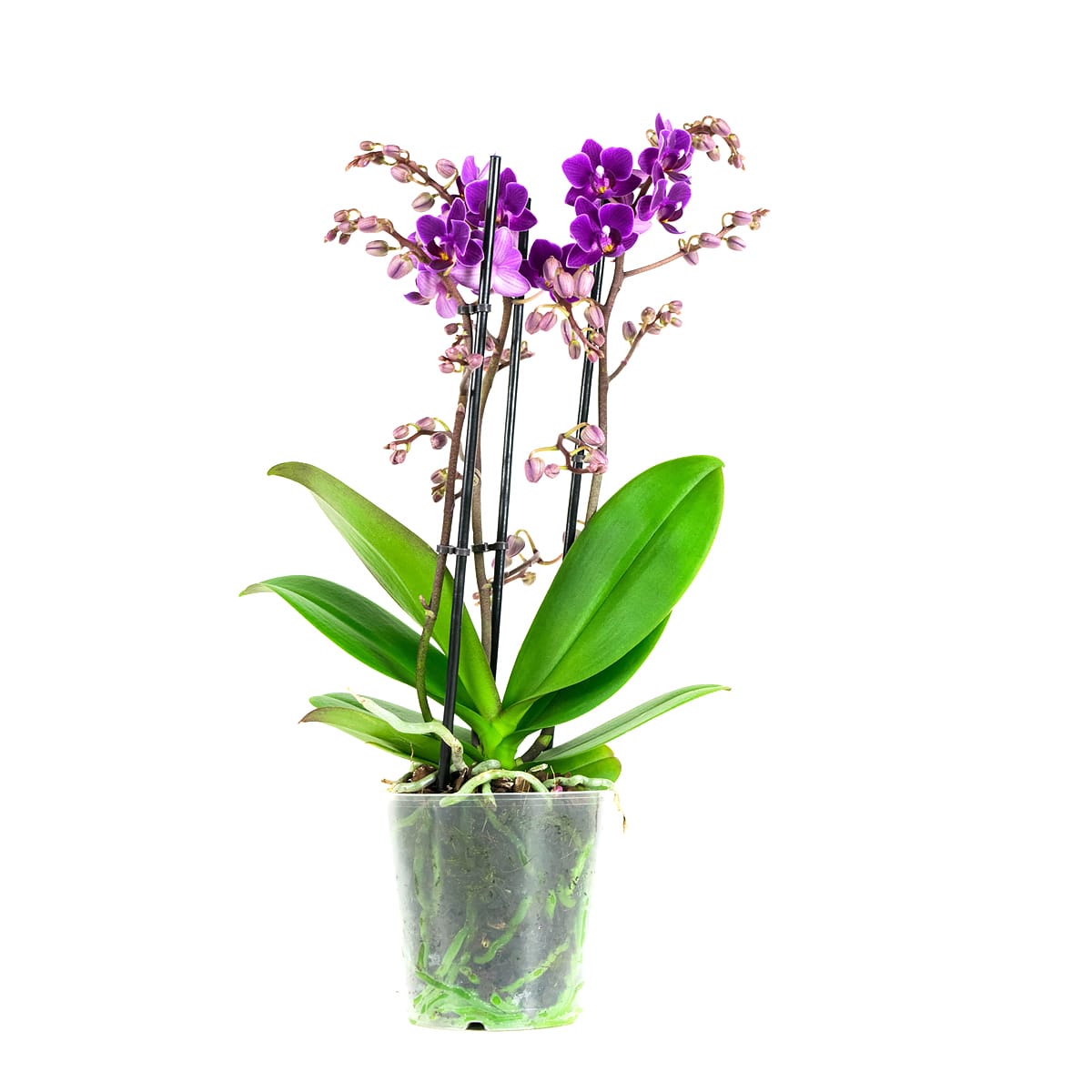 Orchidee Phalaenopsis Multiflora Little Purple ↑ 40 cm ⌀ 12 cm - Afbeelding 5