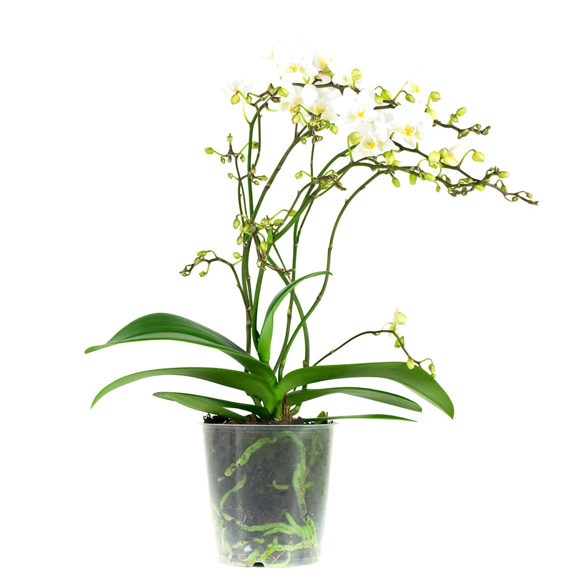 Orchidee Phalaenopsis Multiflora Soft Cloud ↑ 50 cm ⌀ 12 cm