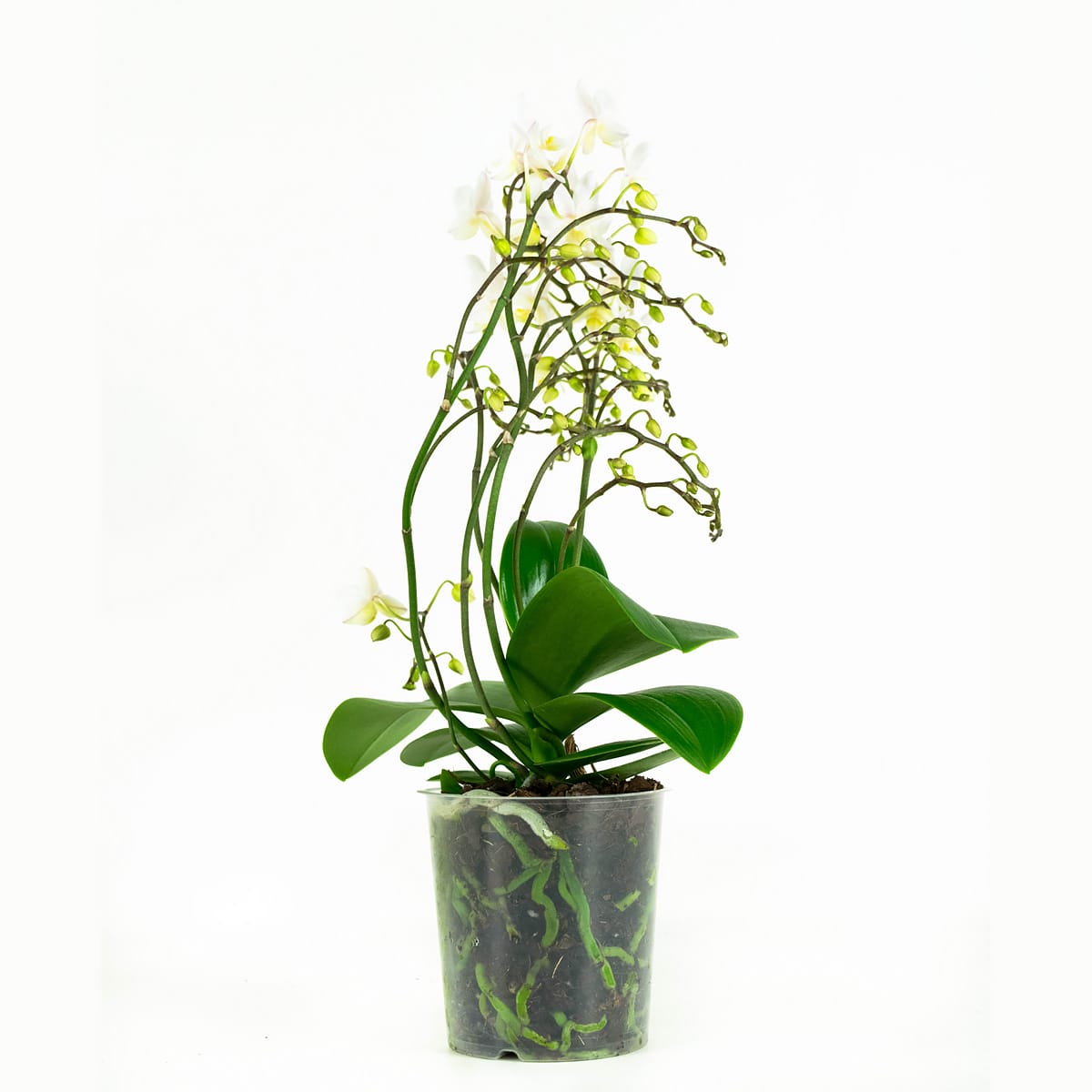 Orchidee Phalaenopsis Multiflora Soft Cloud ↑ 50 cm ⌀ 12 cm - Afbeelding 5