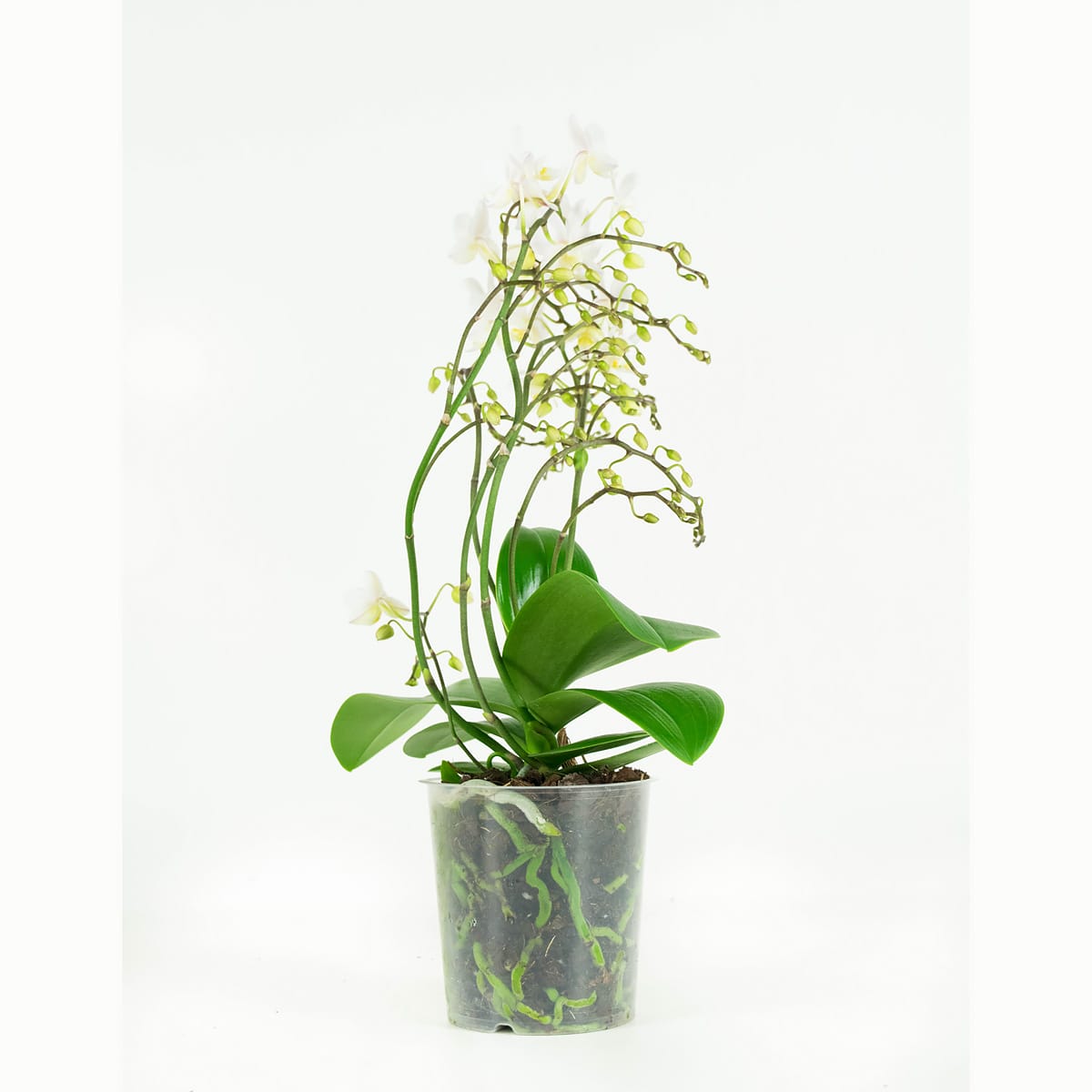 Orchidee Phalaenopsis Multiflora Soft Cloud ↑ 50 cm ⌀ 12 cm - Afbeelding 6