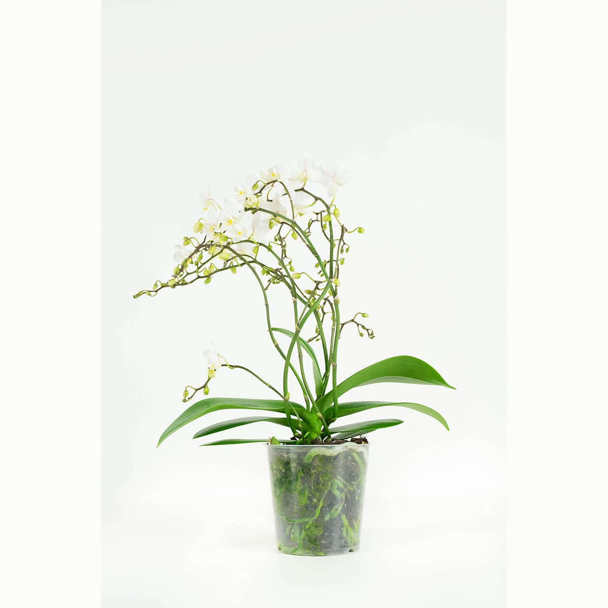 Orchidee Phalaenopsis Multiflora Soft Cloud ↑ 50 cm ⌀ 12 cm - Afbeelding 7