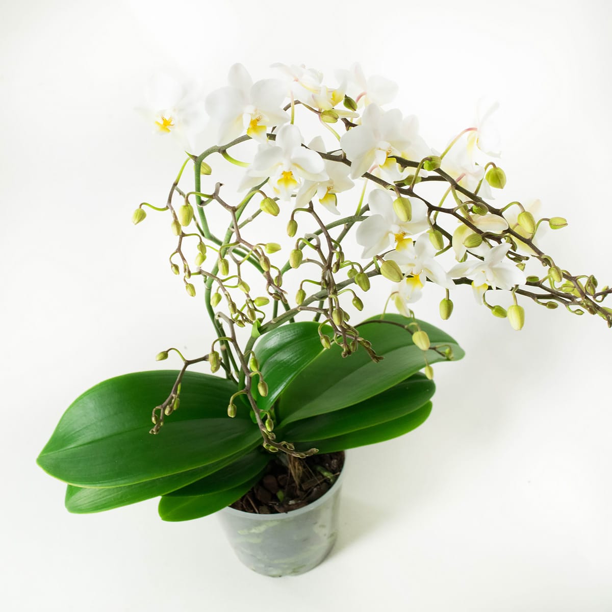 Orchidee Phalaenopsis Multiflora Soft Cloud ↑ 50 cm ⌀ 12 cm - Afbeelding 3