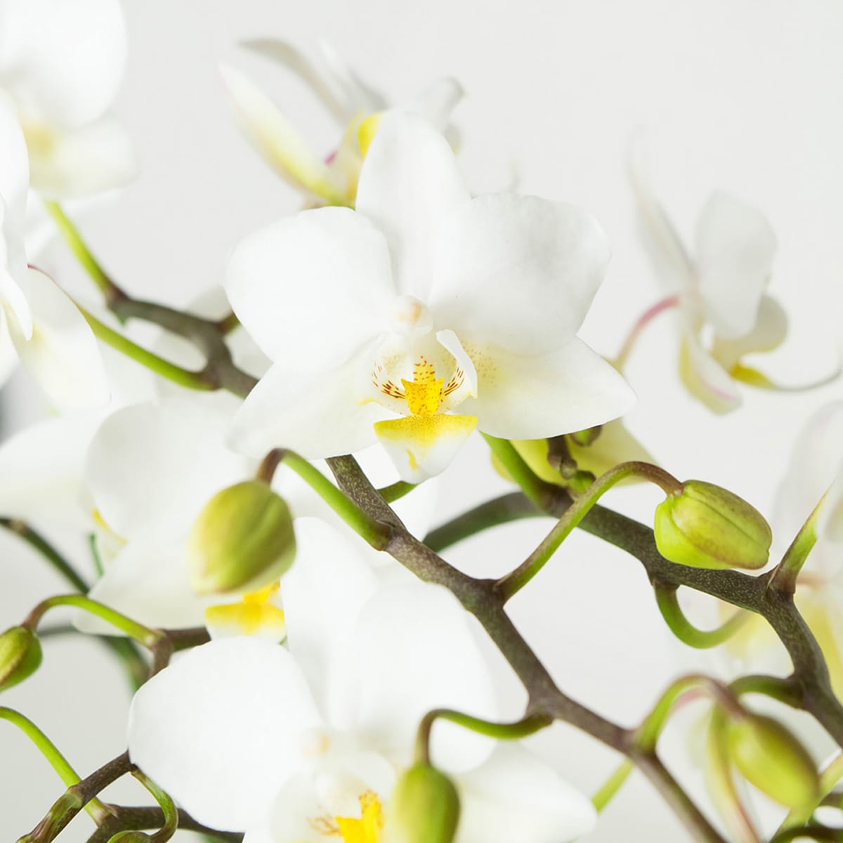 Orchidee Phalaenopsis Multiflora Soft Cloud ↑ 50 cm ⌀ 12 cm - Afbeelding 4