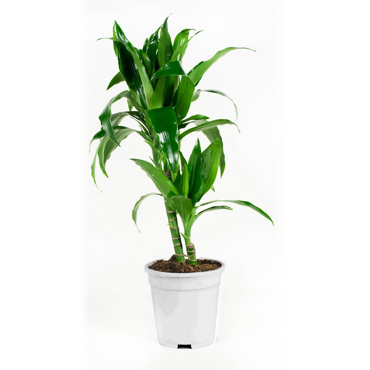 Dracaena fragans janet craig (Drakenbloedboom) - 2 stuks ↑ 65 cm ⌀ 17 cm - Afbeelding 4