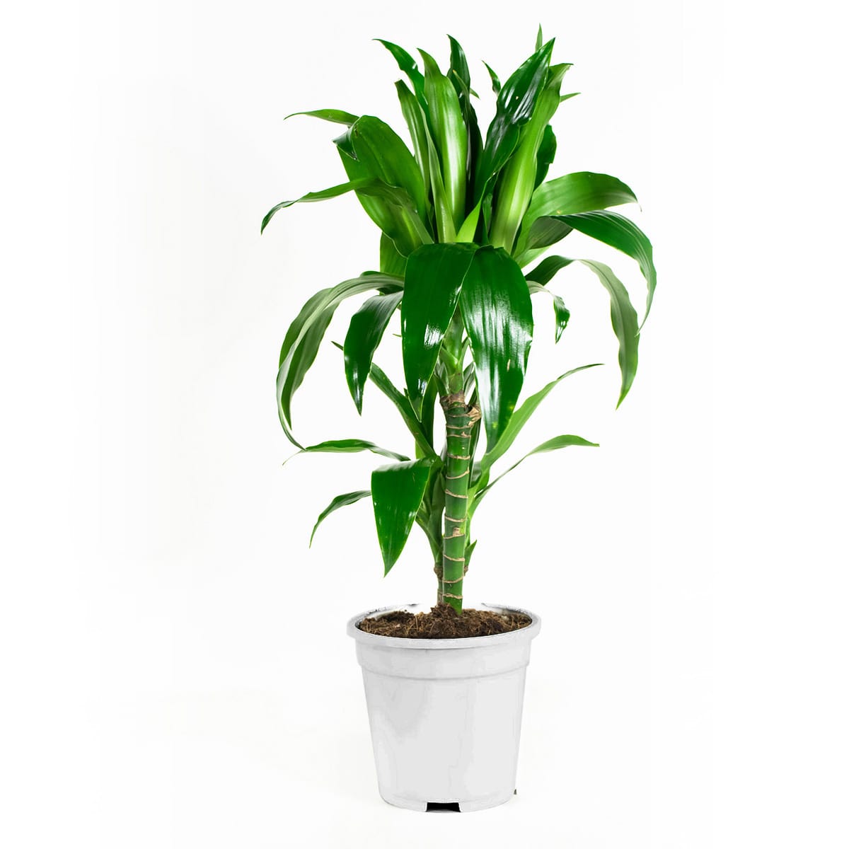 Dracaena fragans janet craig (Drakenbloedboom) - 2 stuks ↑ 65 cm ⌀ 17 cm - Afbeelding 5