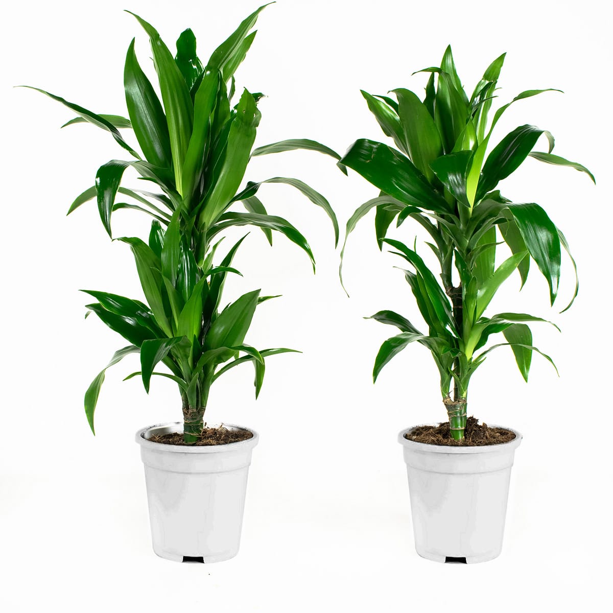 Dracaena fragans janet craig (Drakenbloedboom) - 2 stuks ↑ 65 cm ⌀ 17 cm