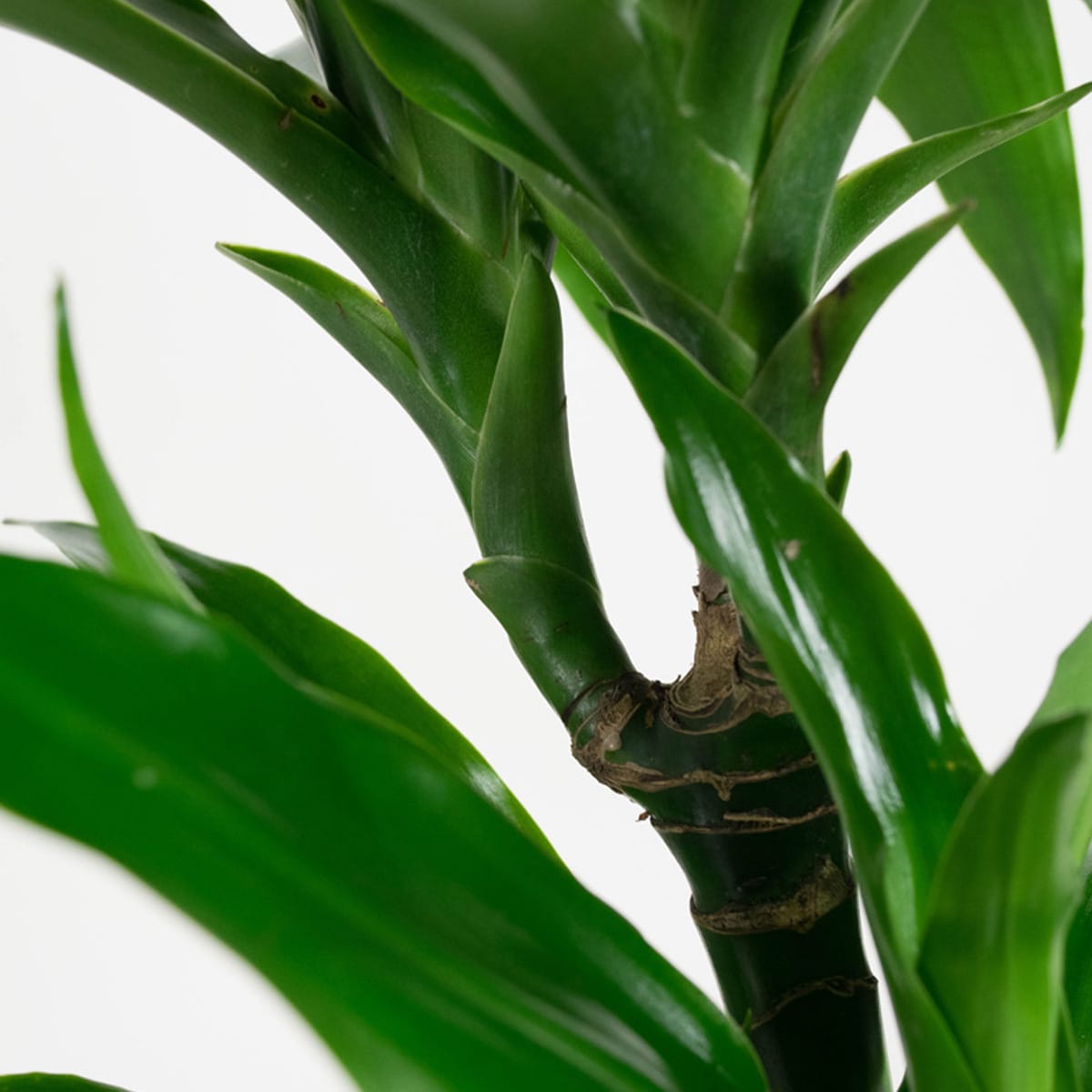 Dracaena fragans janet craig (Drakenbloedboom) - 2 stuks ↑ 65 cm ⌀ 17 cm - Afbeelding 6