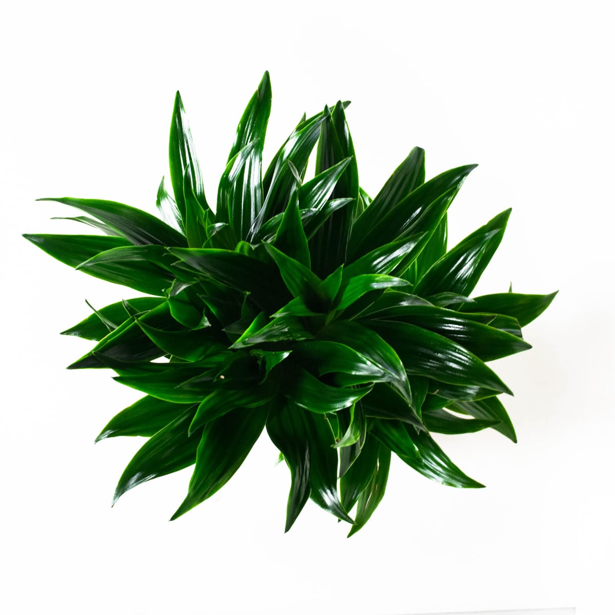 Dracaena fragans janet craig (Drakenbloedboom) - 2 stuks ↑ 65 cm ⌀ 17 cm - Afbeelding 8