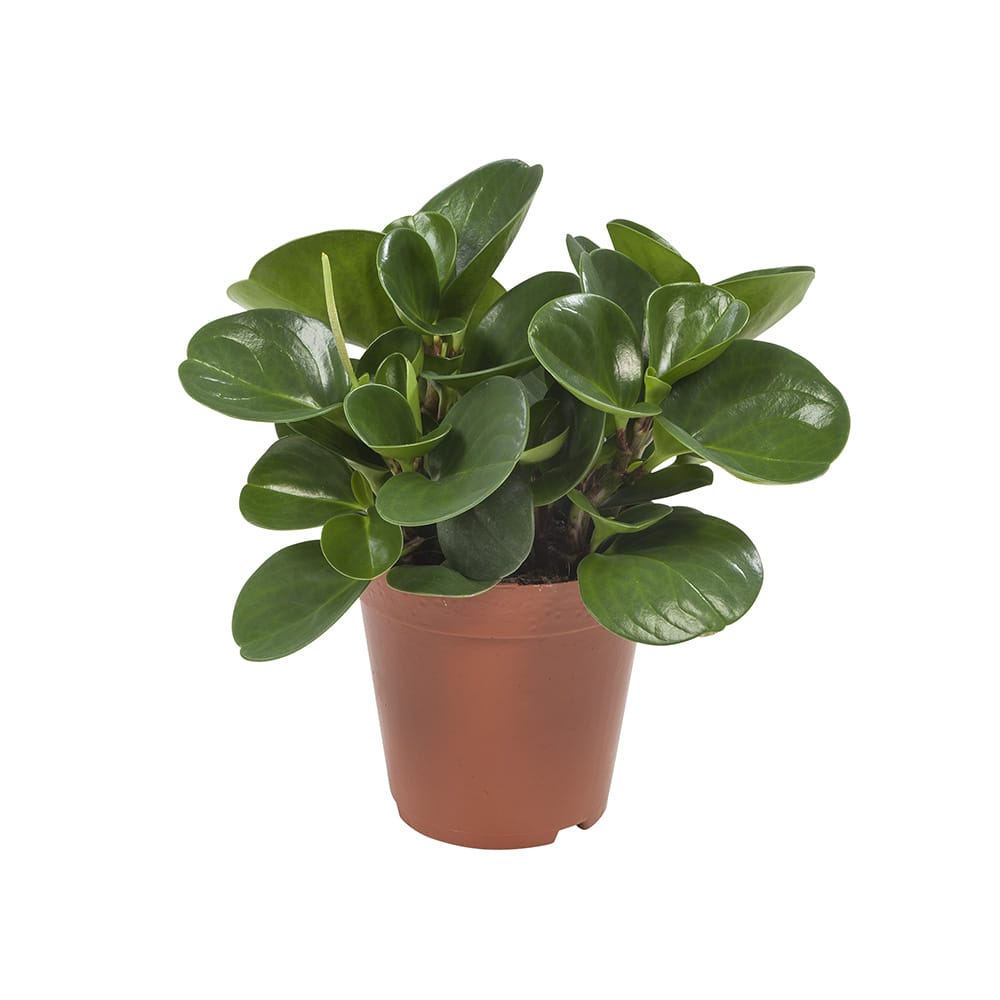 Peperomia Obtusifolia - 2 stuks ↑ 28 cm ⌀ 15 cm - Afbeelding 4