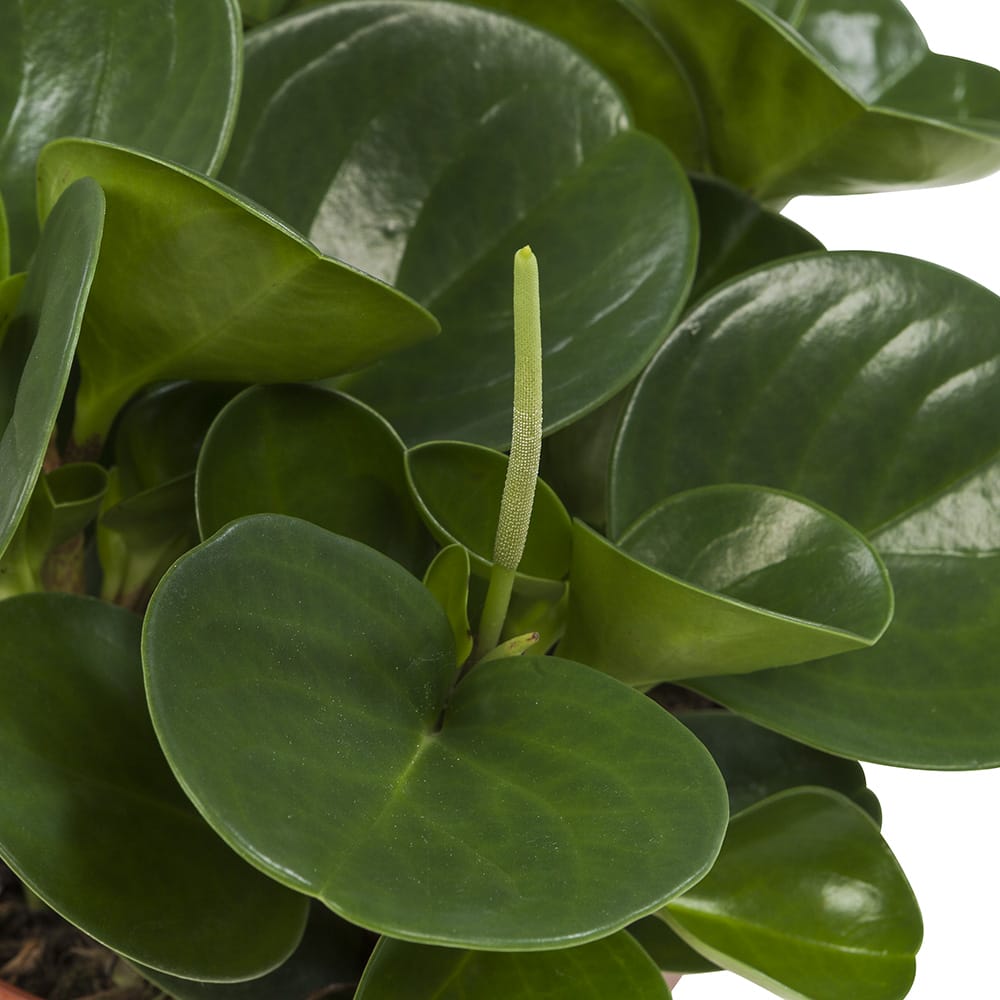 Peperomia Obtusifolia - 2 stuks ↑ 28 cm ⌀ 15 cm - Afbeelding 6