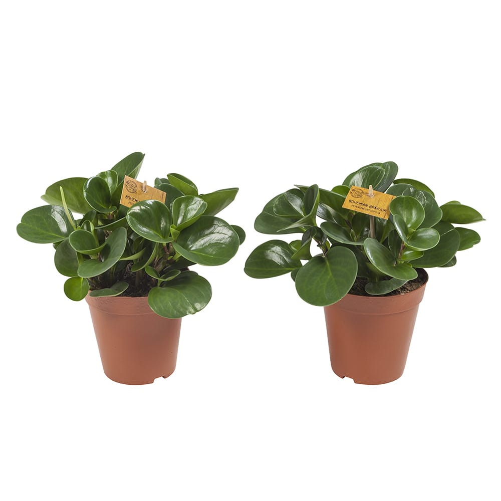 Peperomia Obtusifolia - 2 stuks ↑ 28 cm ⌀ 15 cm - Afbeelding 3
