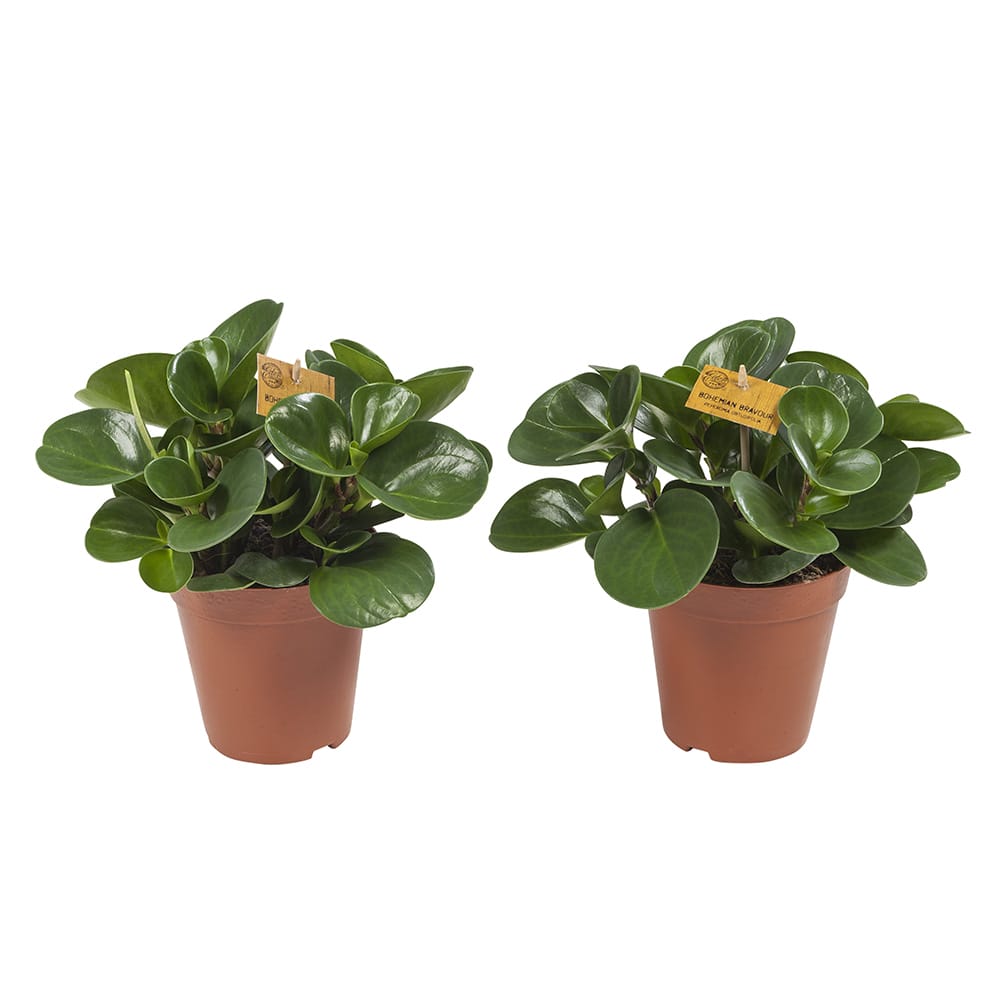 Peperomia Obtusifolia - 2 stuks ↑ 28 cm ⌀ 15 cm - Afbeelding 8