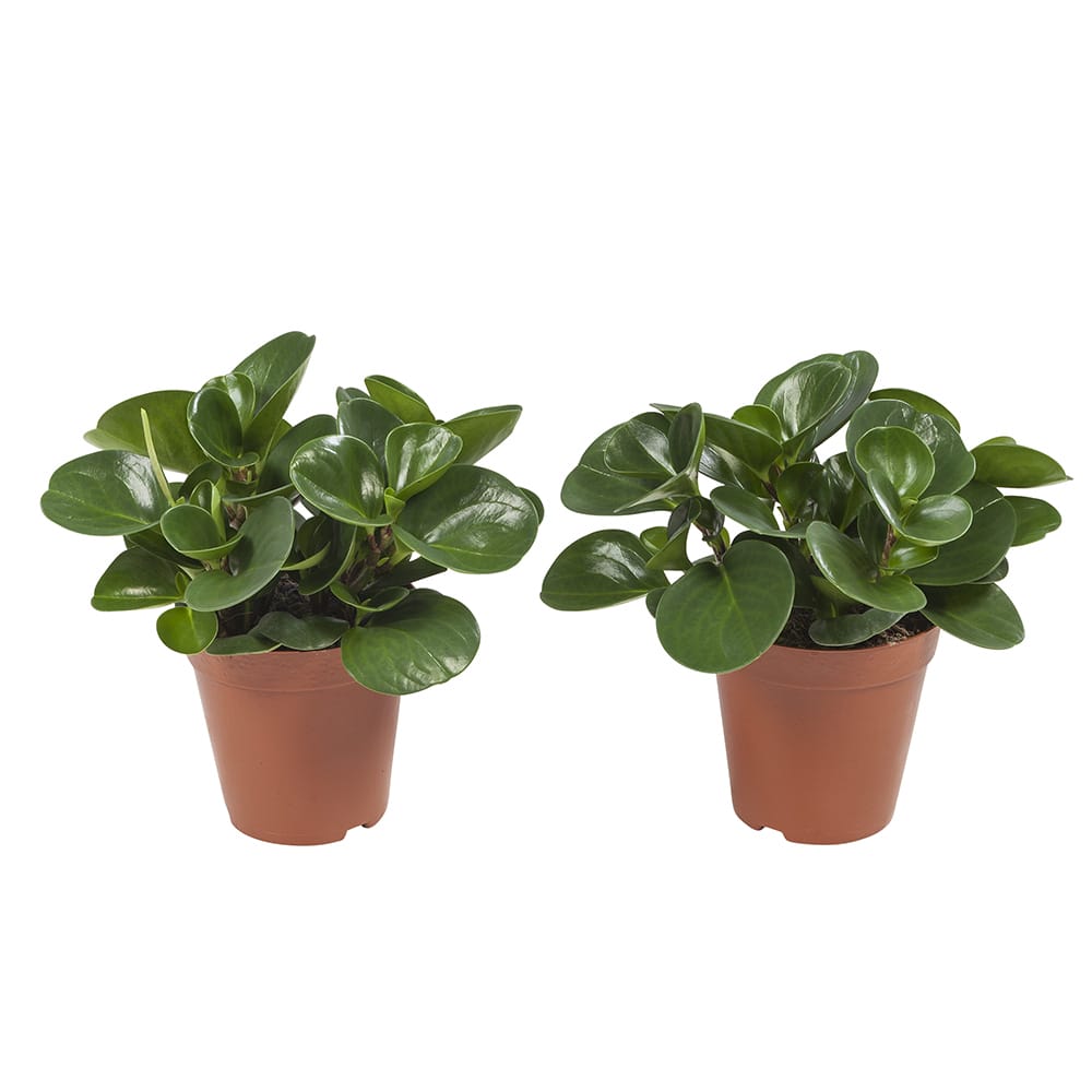 Peperomia Obtusifolia - 2 stuks ↑ 28 cm ⌀ 15 cm