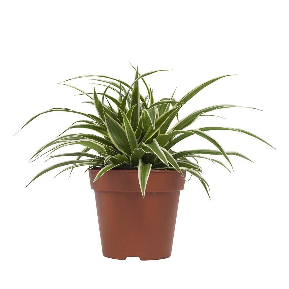 Graslelie Chlorophytum Ocean - 4 stuks ↑ 20 cm ⌀ 12 cm - Afbeelding 3