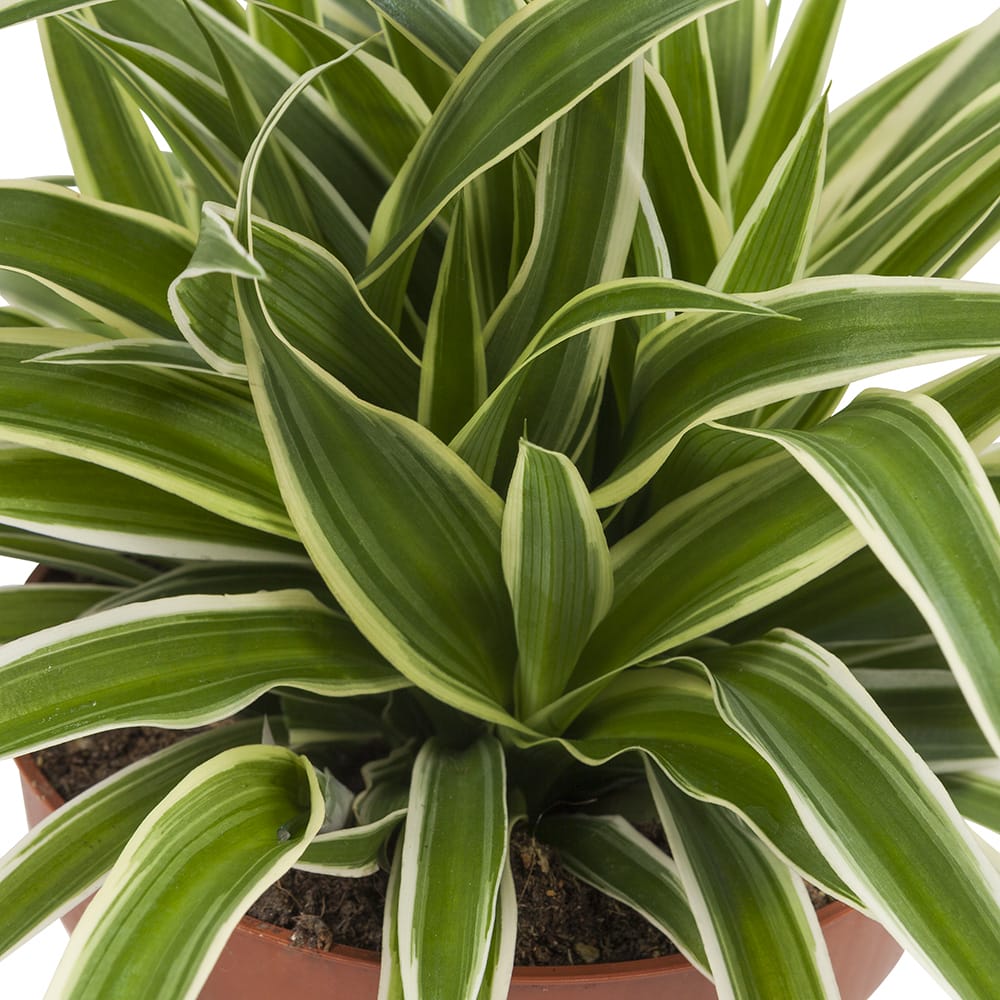 Graslelie Chlorophytum Ocean - 4 stuks ↑ 20 cm ⌀ 12 cm - Afbeelding 4