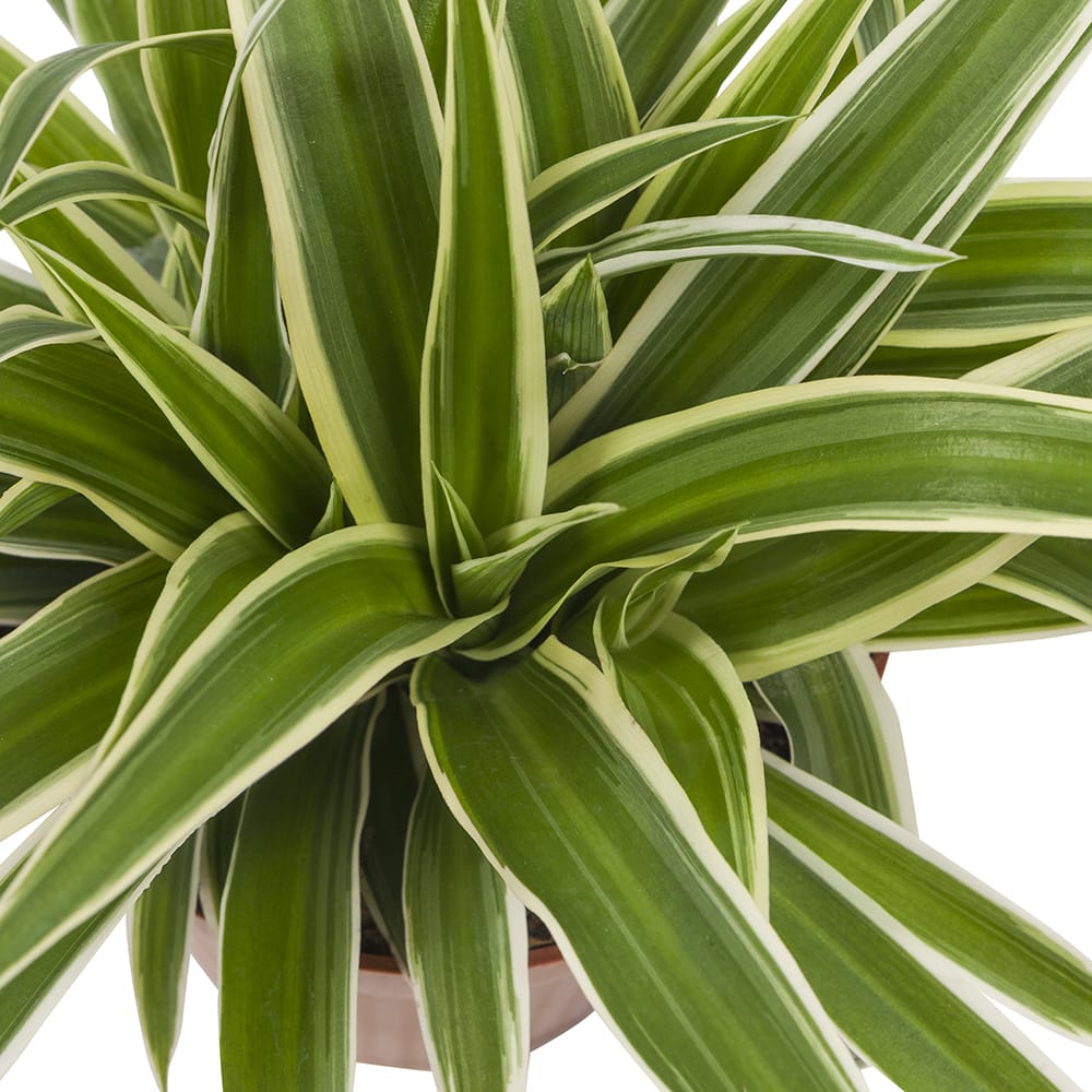 Graslelie Chlorophytum Ocean - 4 stuks ↑ 20 cm ⌀ 12 cm - Afbeelding 5