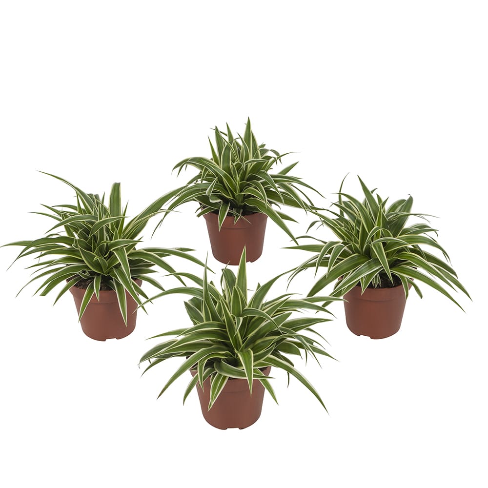 Graslelie Chlorophytum Ocean - 4 stuks ↑ 20 cm ⌀ 12 cm