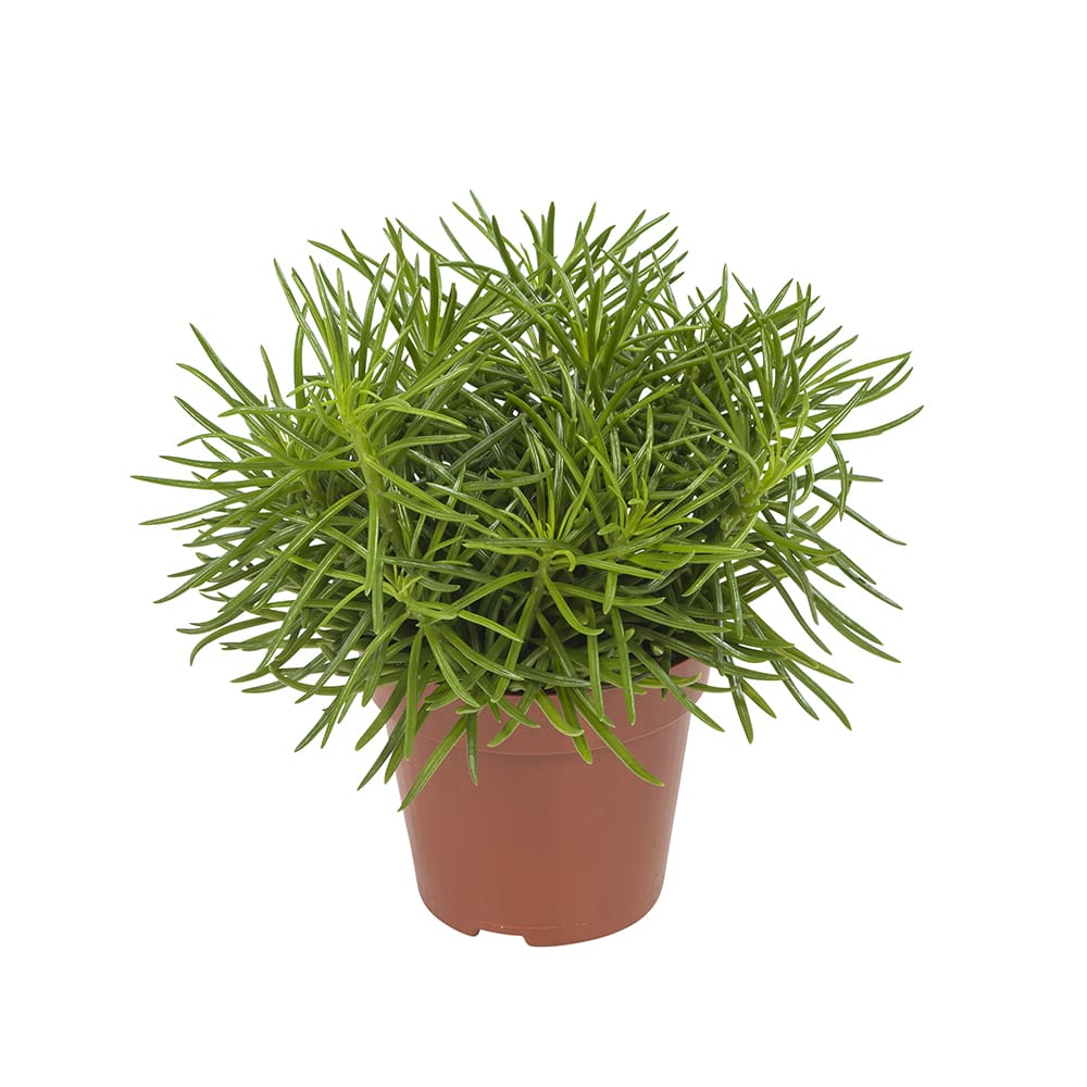 Senecio Himalaya - 3 stuks ↑ 25 cm ⌀ 12 cm - Afbeelding 3