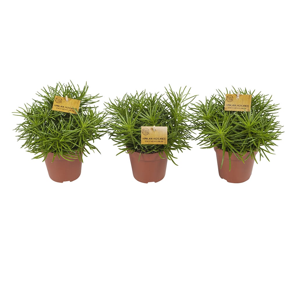 Senecio Himalaya - 3 stuks ↑ 25 cm ⌀ 12 cm - Afbeelding 6