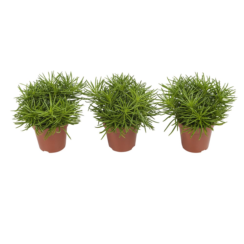 Senecio Himalaya - 3 stuks ↑ 25 cm ⌀ 12 cm