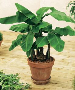 Bananenplant