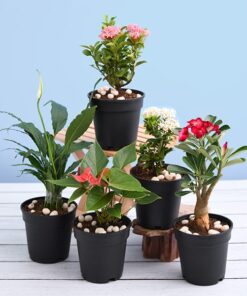 Bloeiende kamerplanten