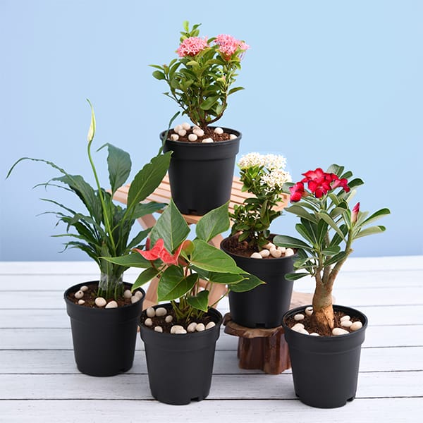 Bloeiende kamerplanten