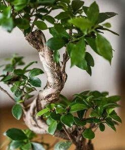 Bonsai boompje