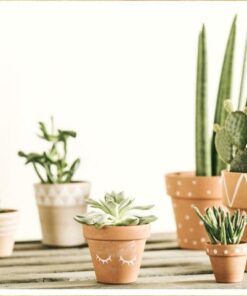 Cactussen