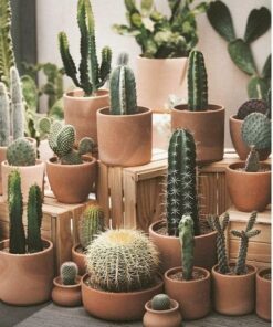 Vetplanten en cactussen