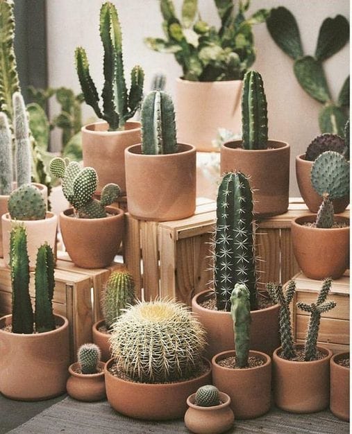 Vetplanten en cactussen