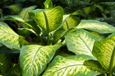 dieffenbachia giftig voor katten