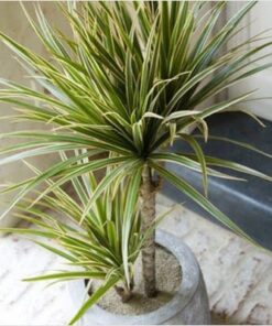 Dracaena