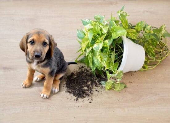 giftige planten voor honden