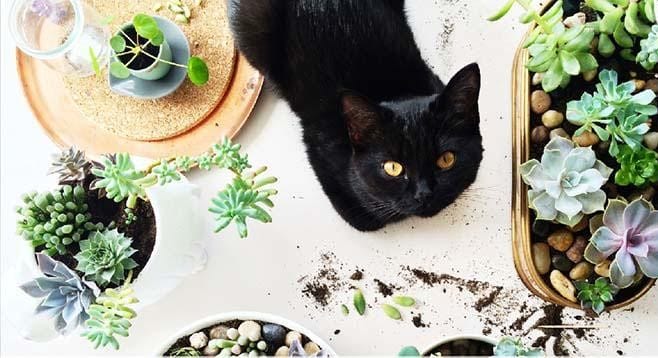 giftige planten voor katten