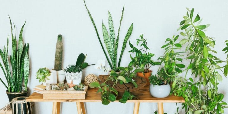 online planten bestellen - groene kamerplanten kopen