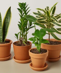 Kamerplanten pakket