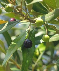 Mediterrane planten
