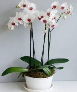 Orchidee