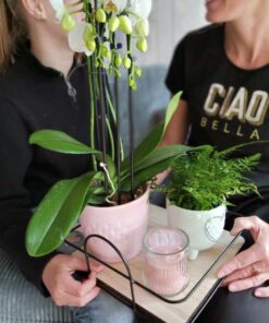 Plant cadeau boxen