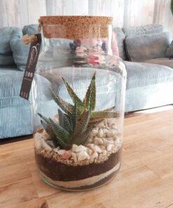 Planten terrarium